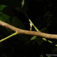 Agrostistachys indica Dalzell